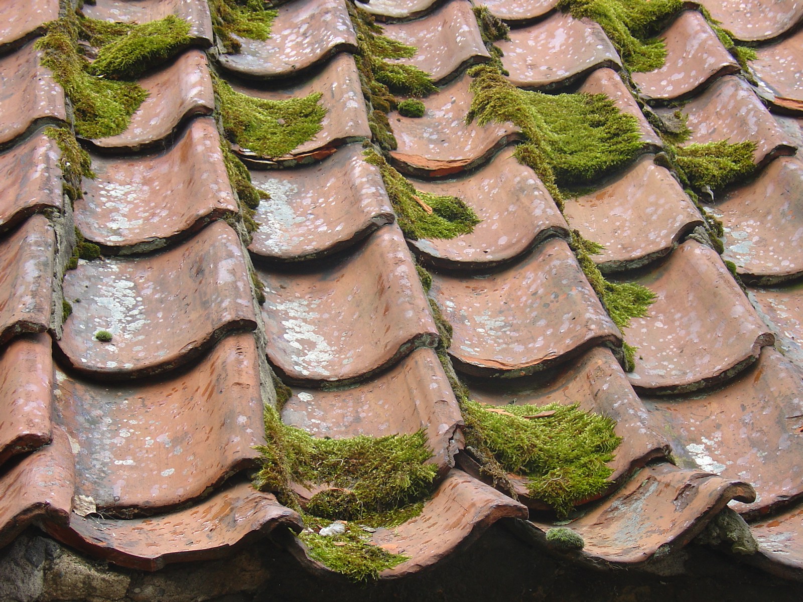 Moss and organic growth on roof tiles before cleaning